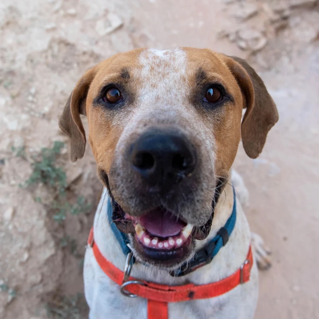 Titus, a hound rescue dog, looking up at the camera